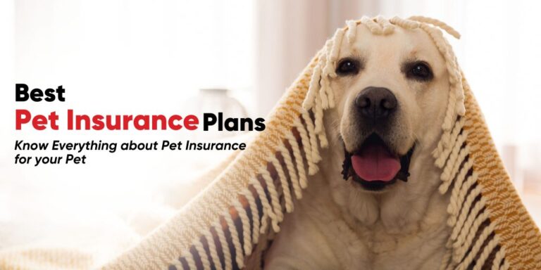 Why Pet Insurance is a Must-Have for Responsible Pet Owners